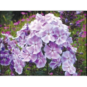 Флокс Phlox Franz Schubert Флокс Phlox Franz Schubert
